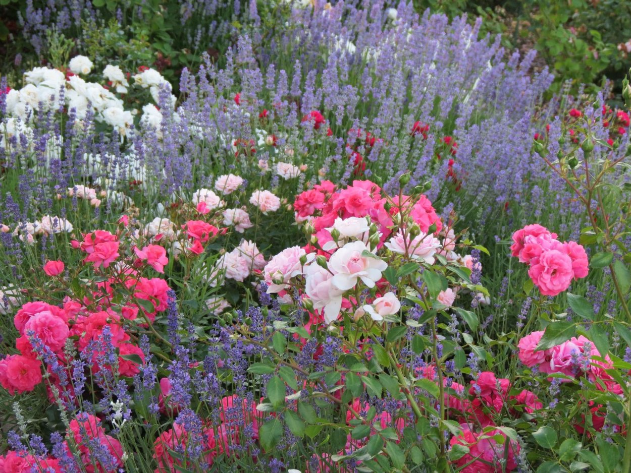 Миксбордер сирень роза