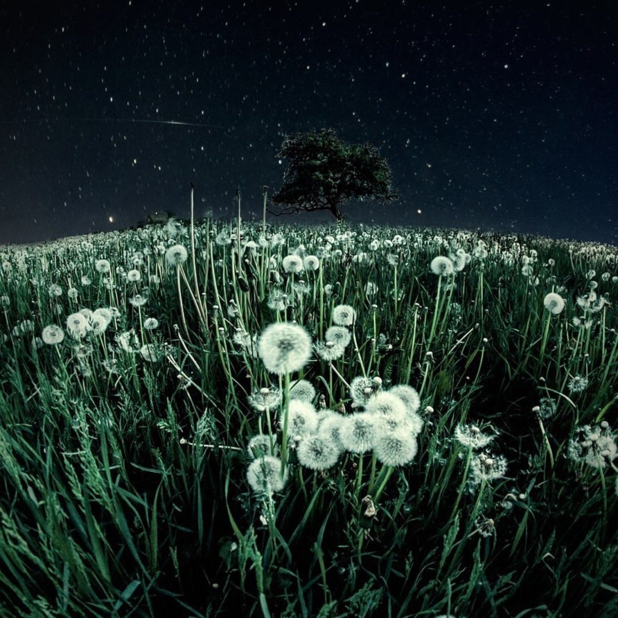 Поле одуванчиков