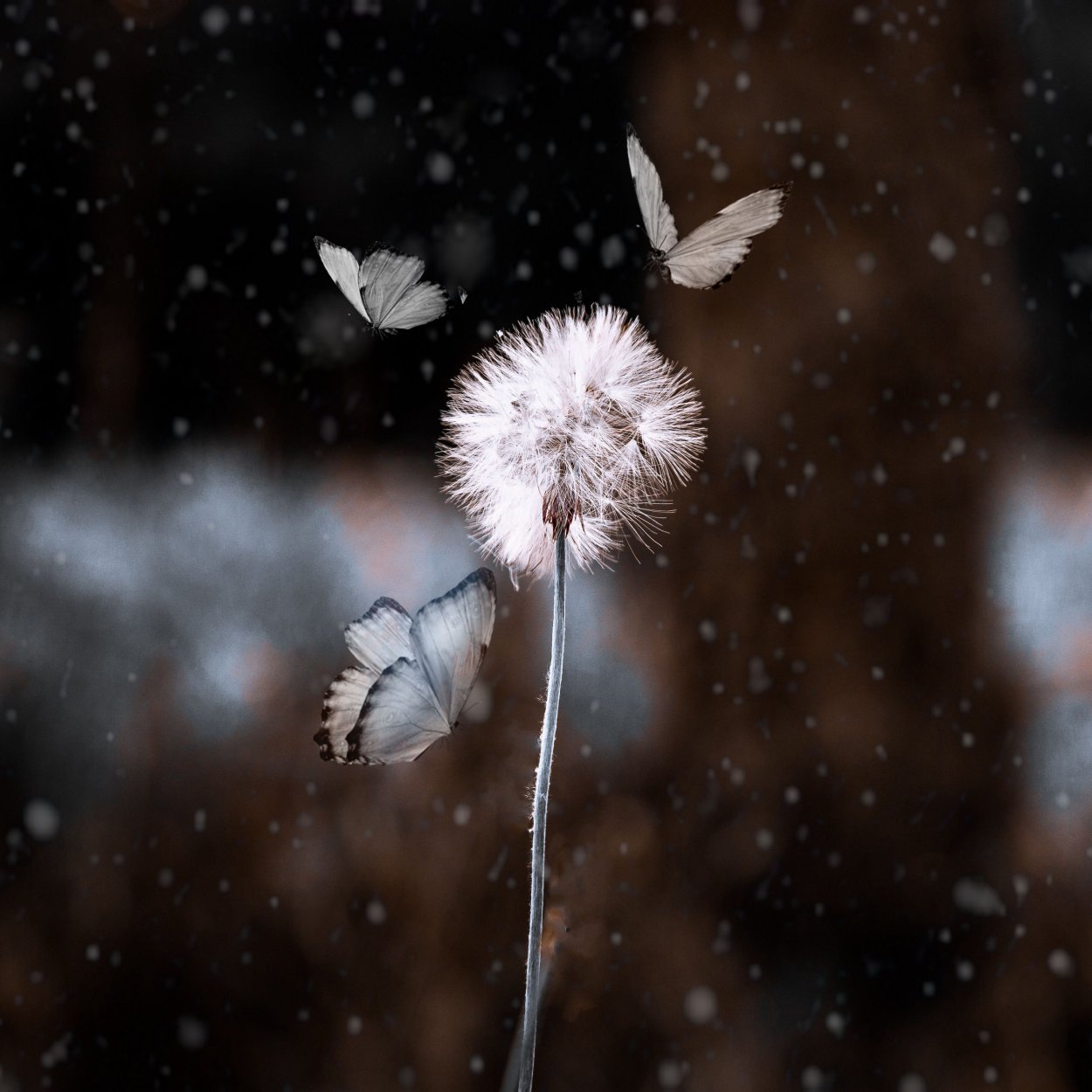 Пушистый одуванчик и бабочка