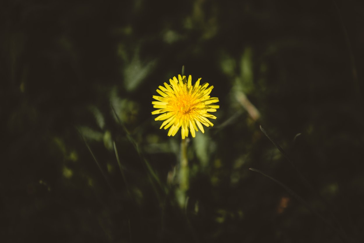 Одуванчики Эстетика