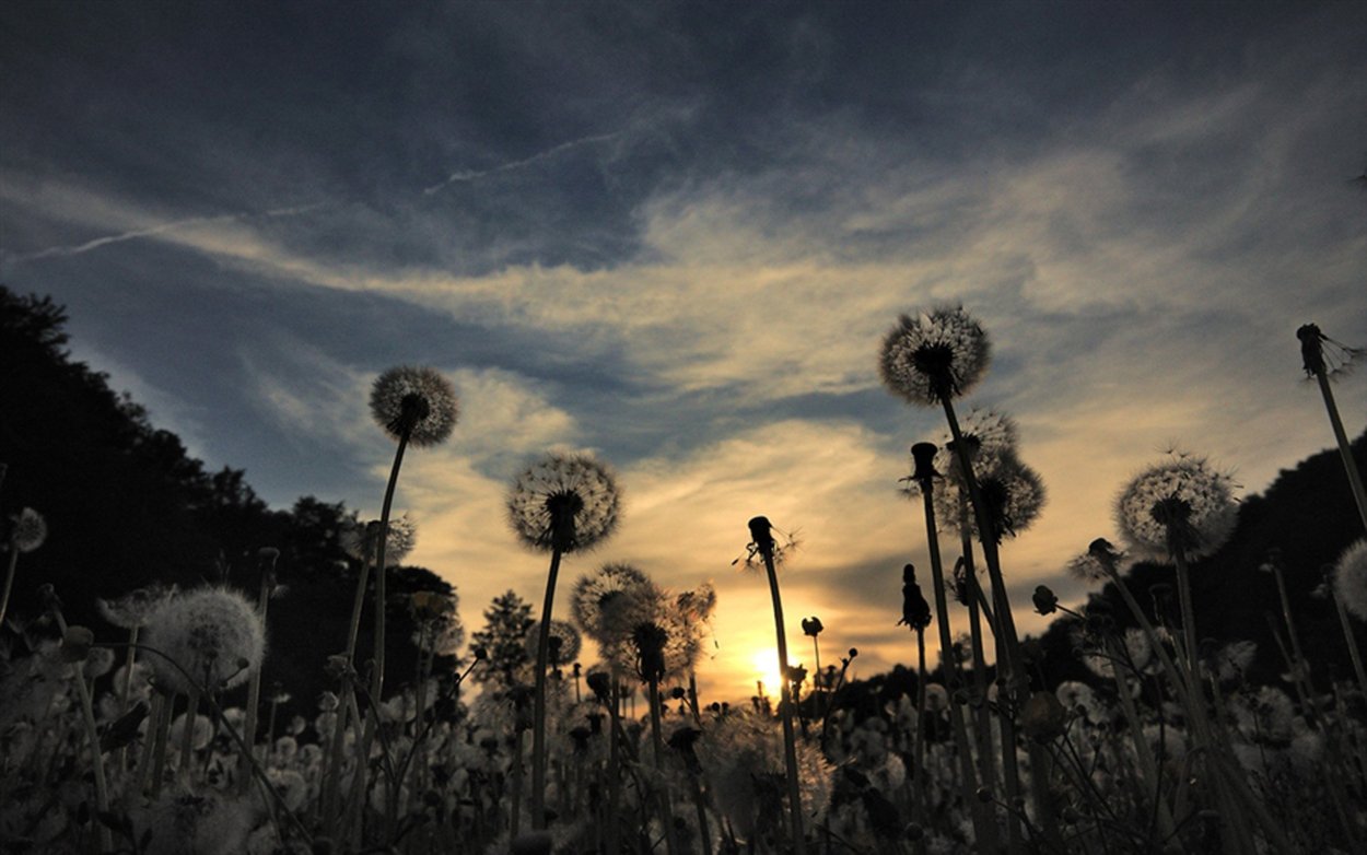 Одуванчики вечером