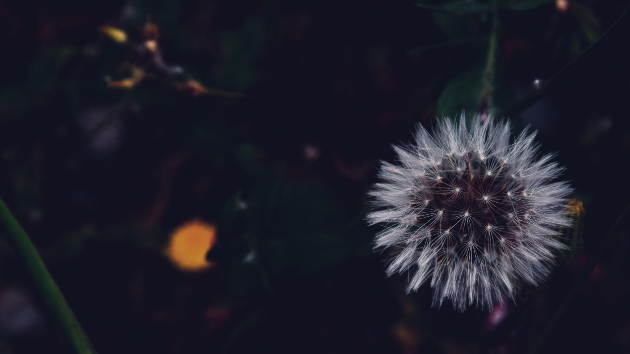 Одуванчики Эстетика