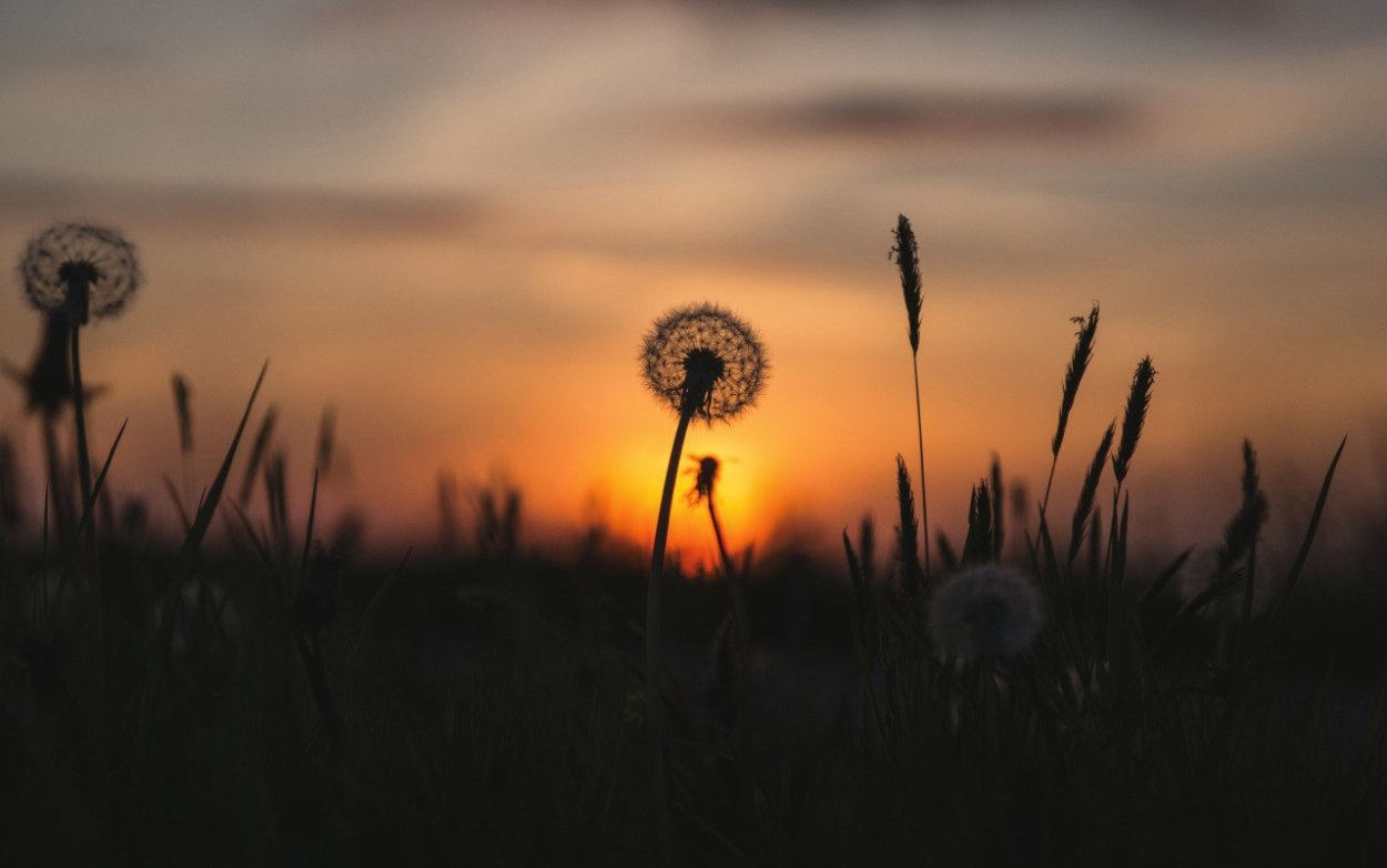 Одуванчик на закате солнца