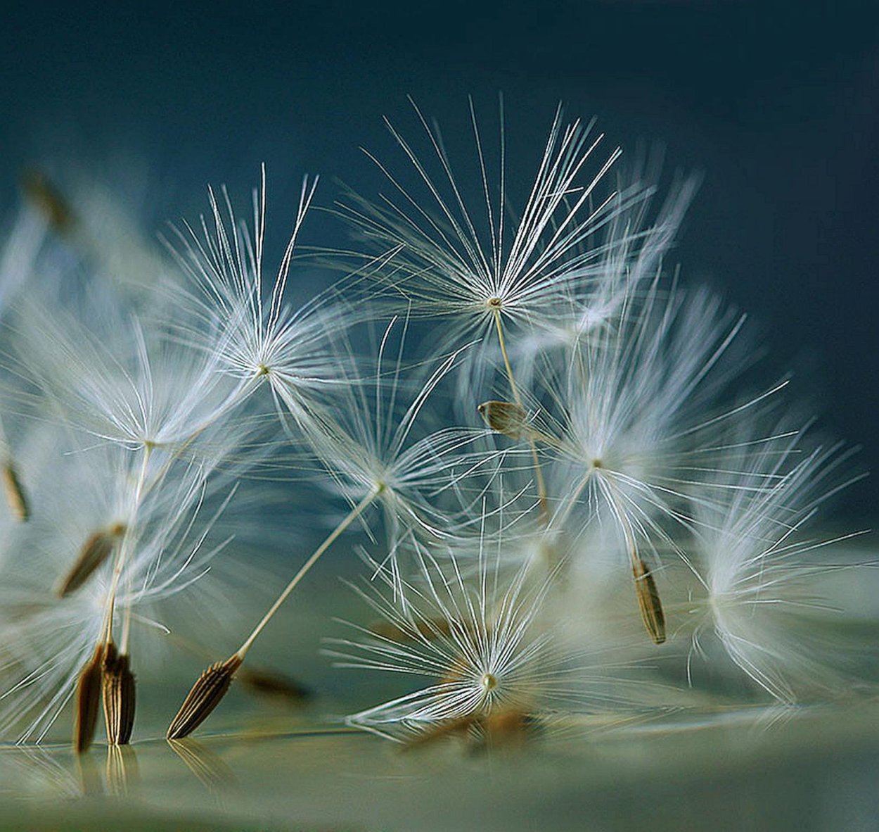 Облетающий одуванчик