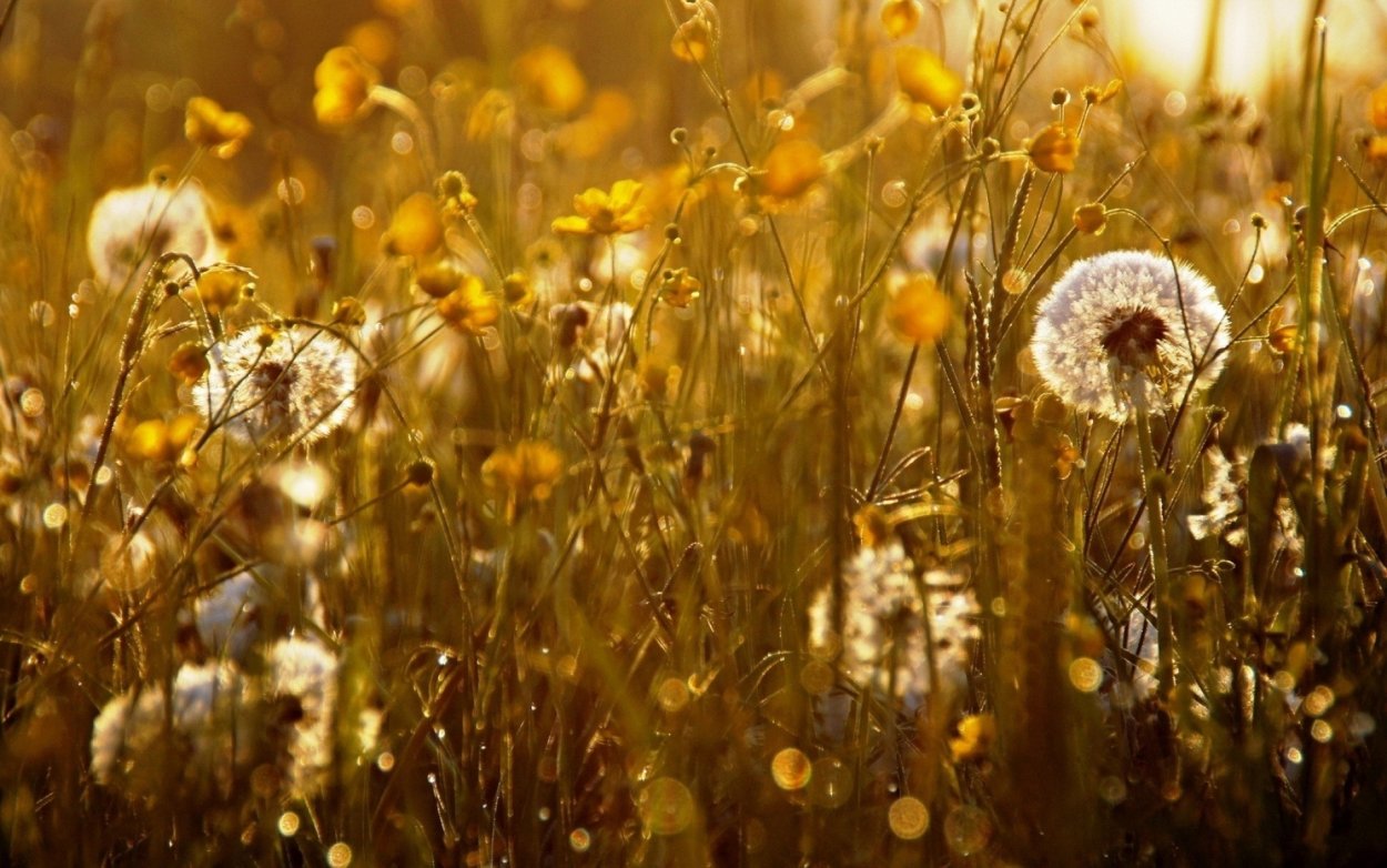 Пух одуванчика