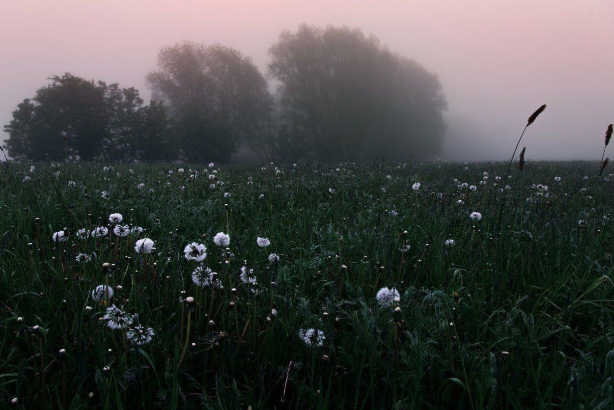 Нежный одуванчик