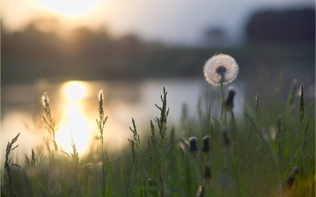 Открытки с одуванчиками