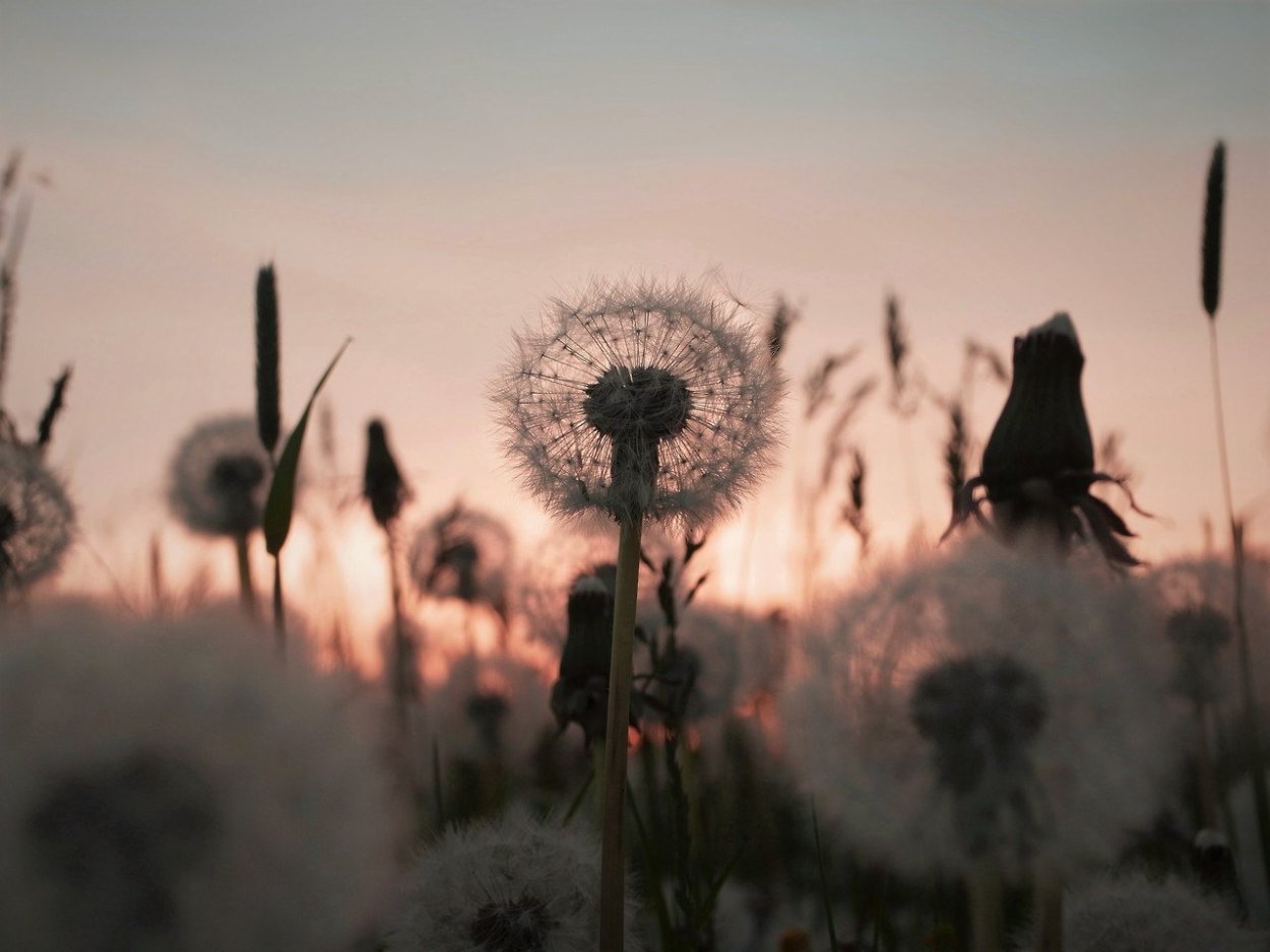 Одуванчик на черном фоне