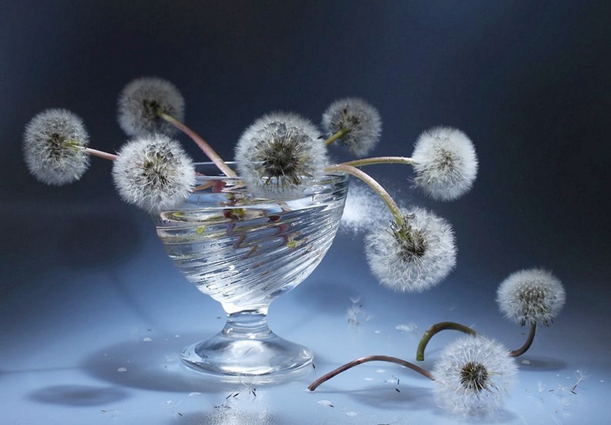 Одинокий одуванчик