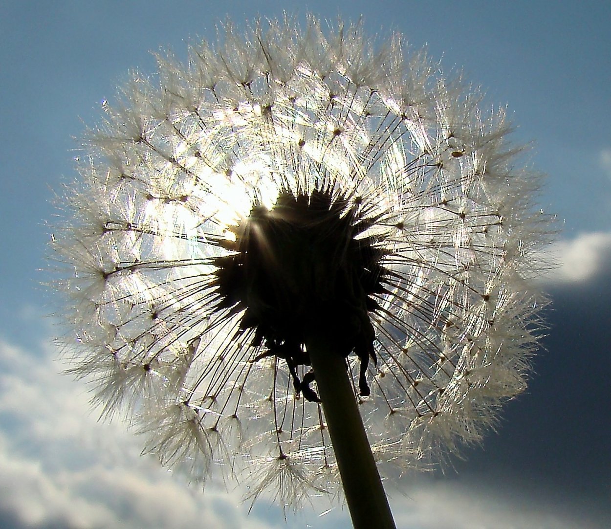 Одуванчик желтый