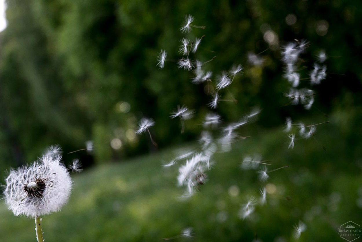 Одуванчики Эстетика