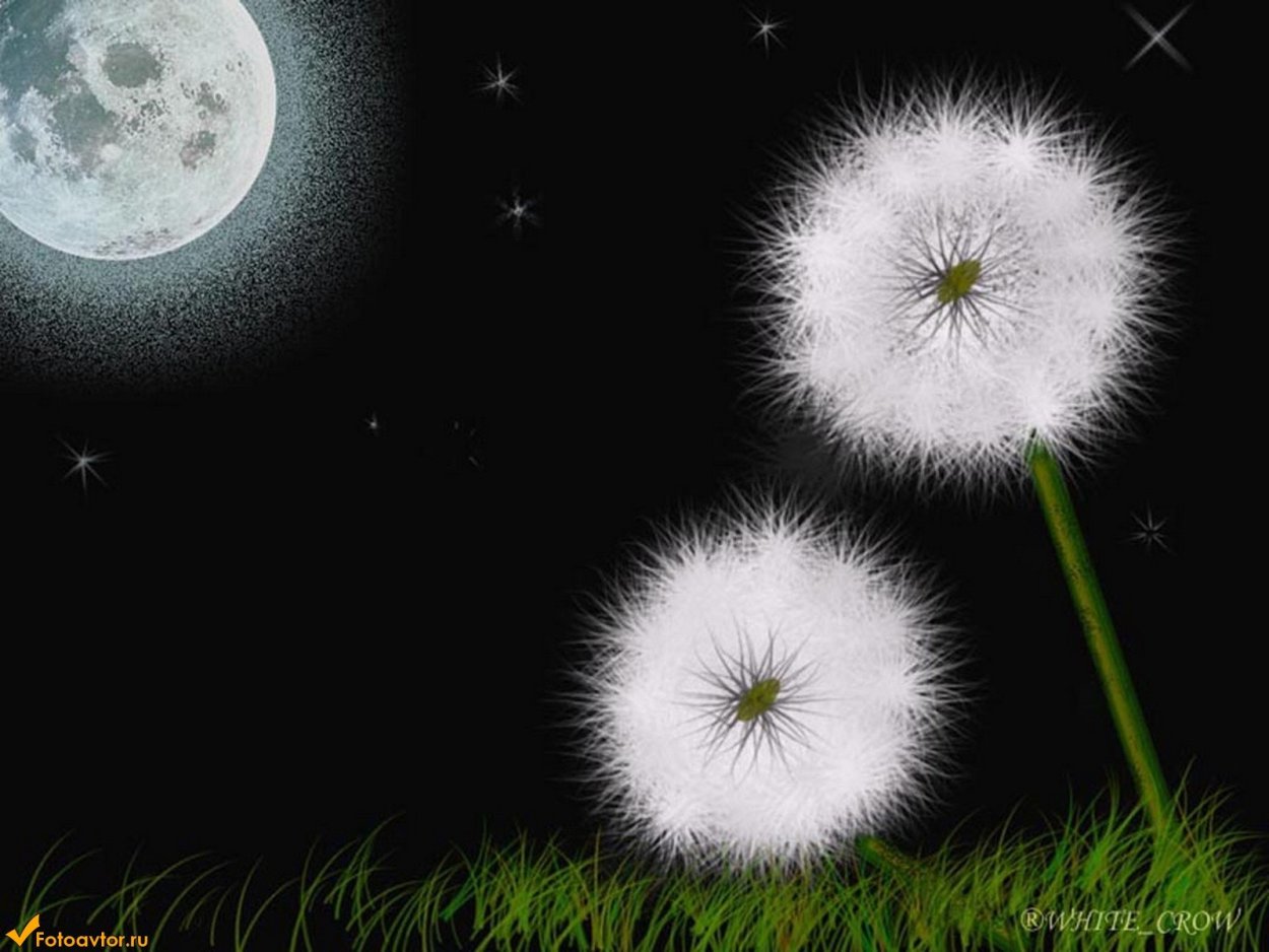 Спокойной ночи одуванчик