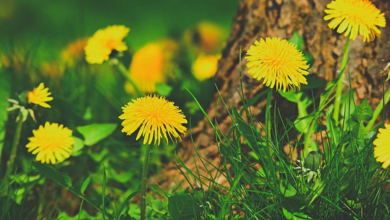 Спокойной ночи одуванчик