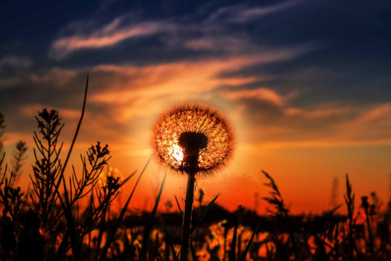 Пух от одуванчиков