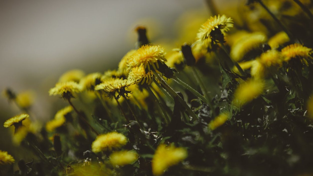 Одуванчики Эстетика