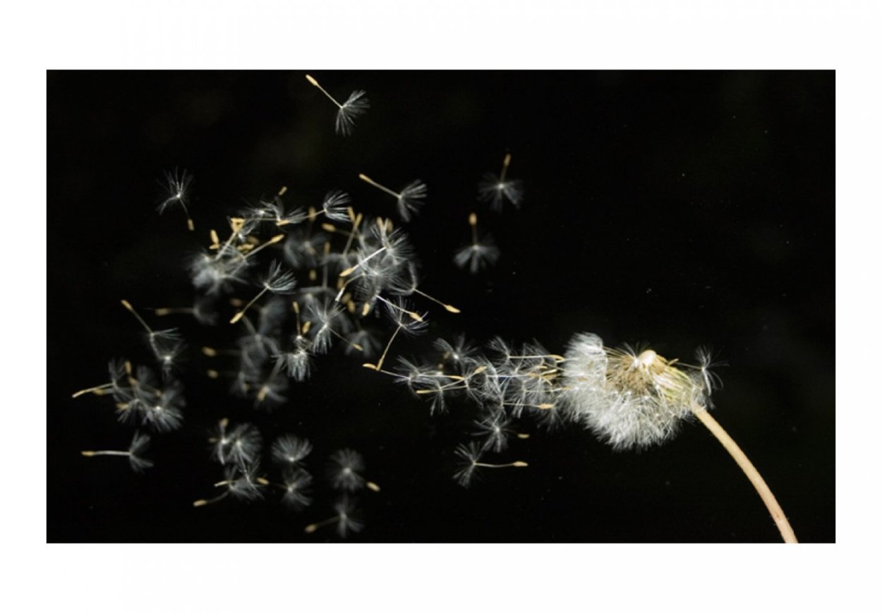 Натюрморт с одуванчиками