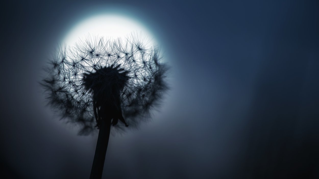 Одуванчик разлетается