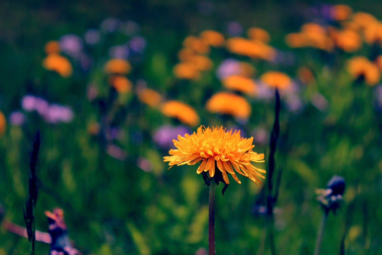 Адаптация одуванчика