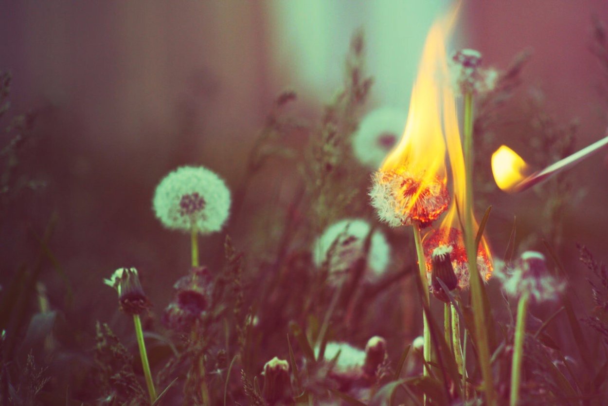 Эстетика одуванчиков желтых