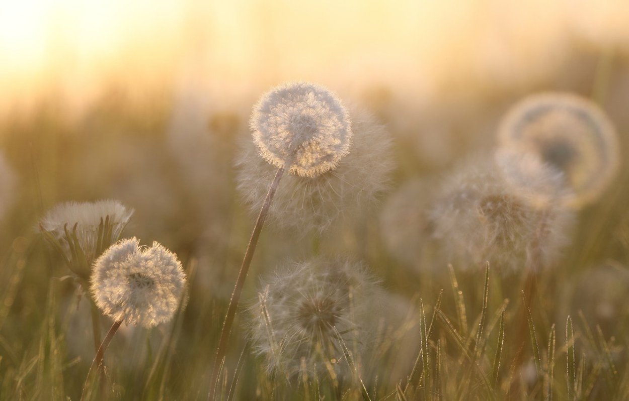 Одуванчик на закате