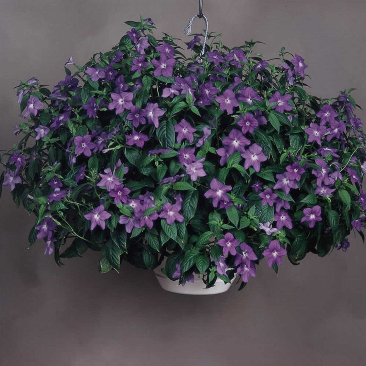 Герань (Geranium)