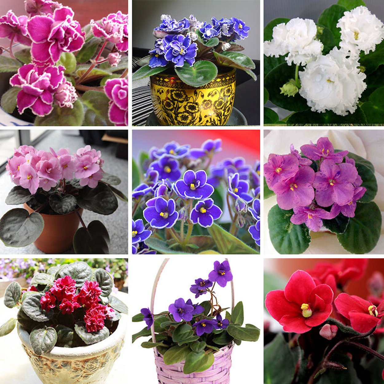 200pcs/Bag African Violet Seed, Garden Flowers Seeds Violet Seeds