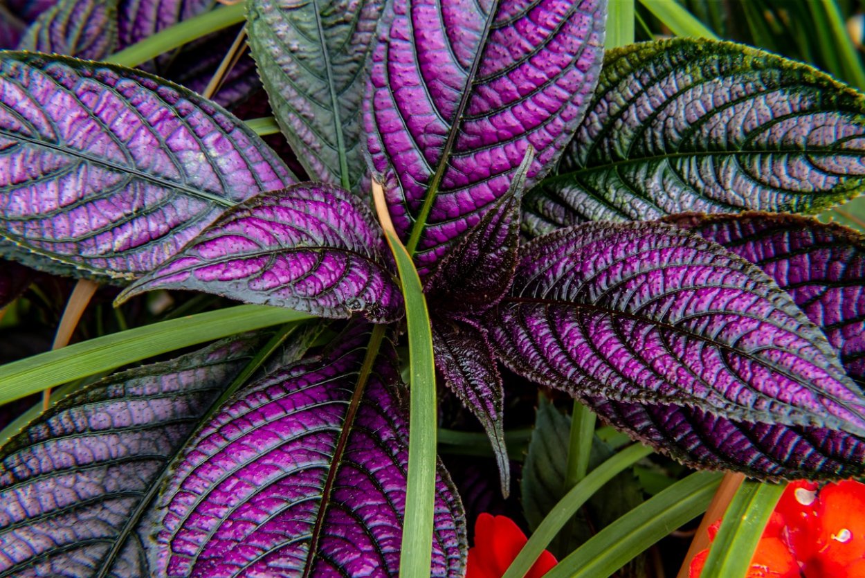 Кислица треугольная (Oxalis triangularis)