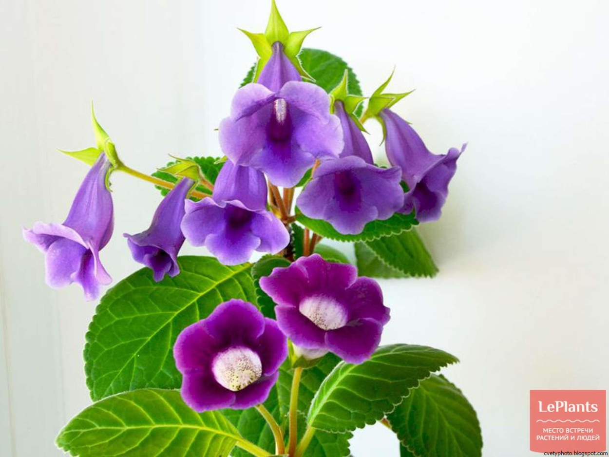 Глоксиния Тидея желтая