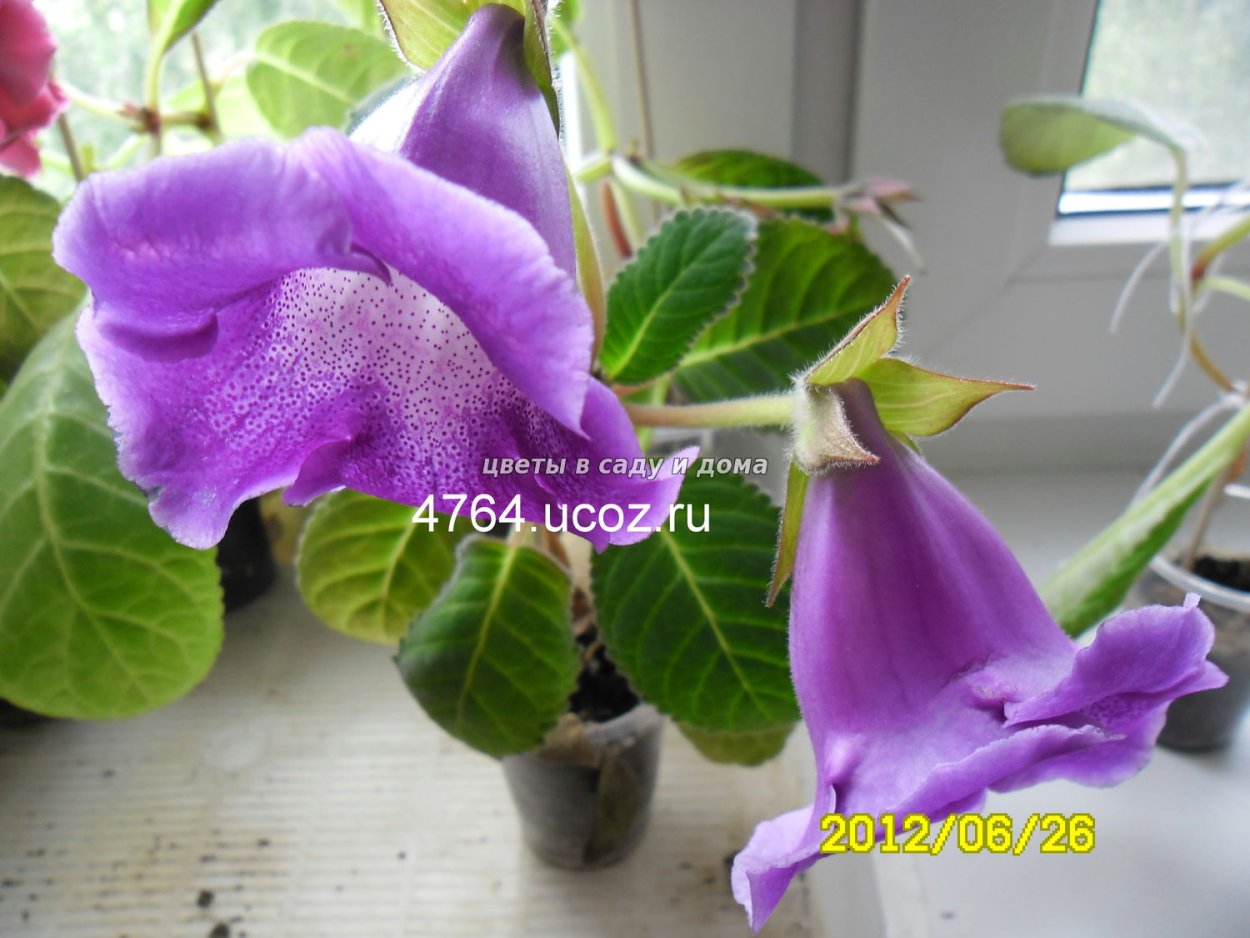 Глоксиния Тидея