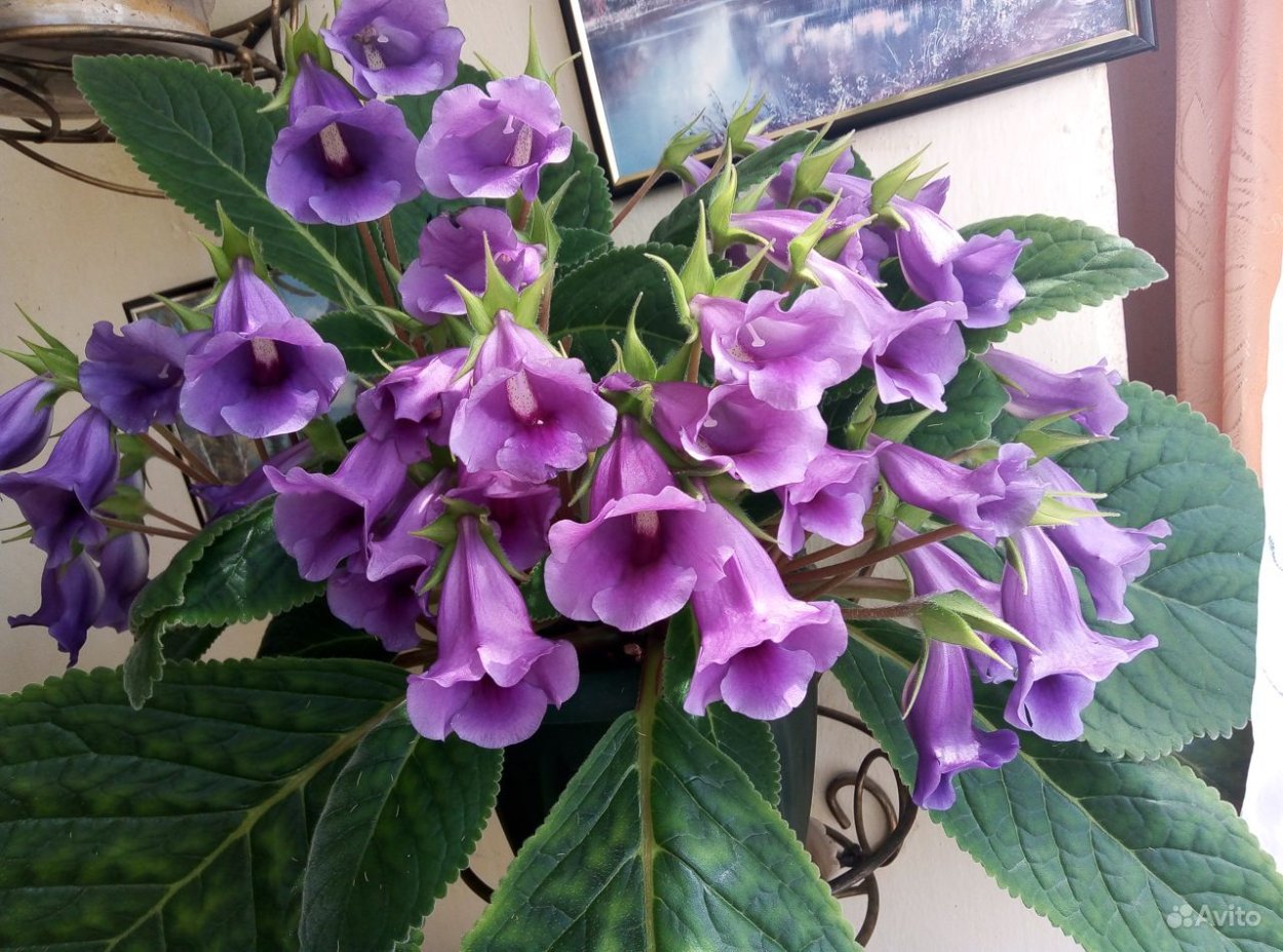 Тидея фиолетовая