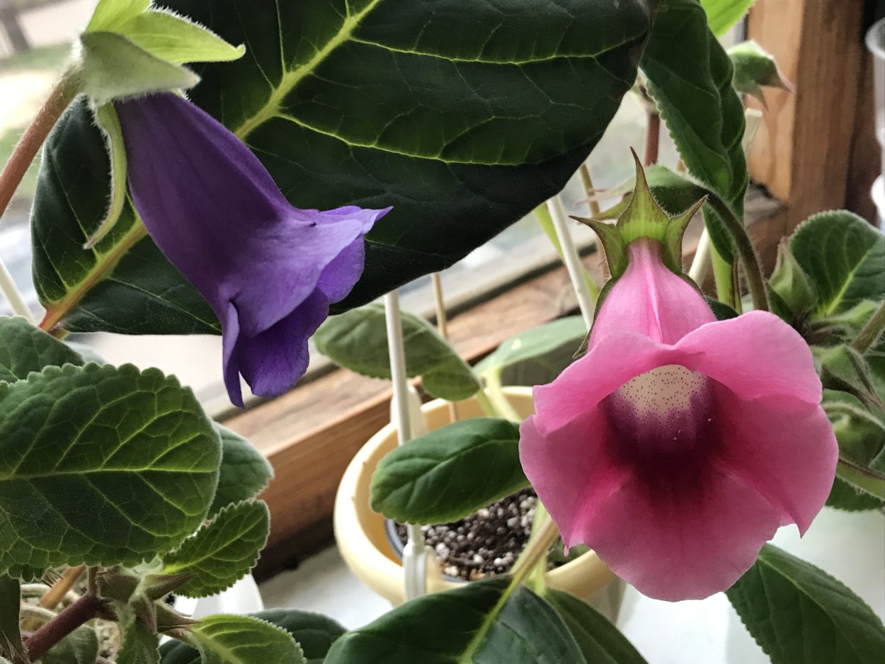 Глоксиния Тидея розовая в горшке