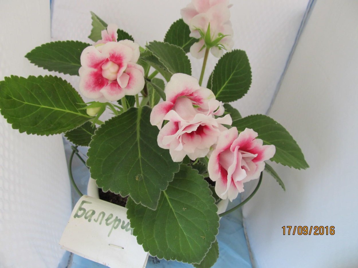 Глоксиния синнингия Тидея