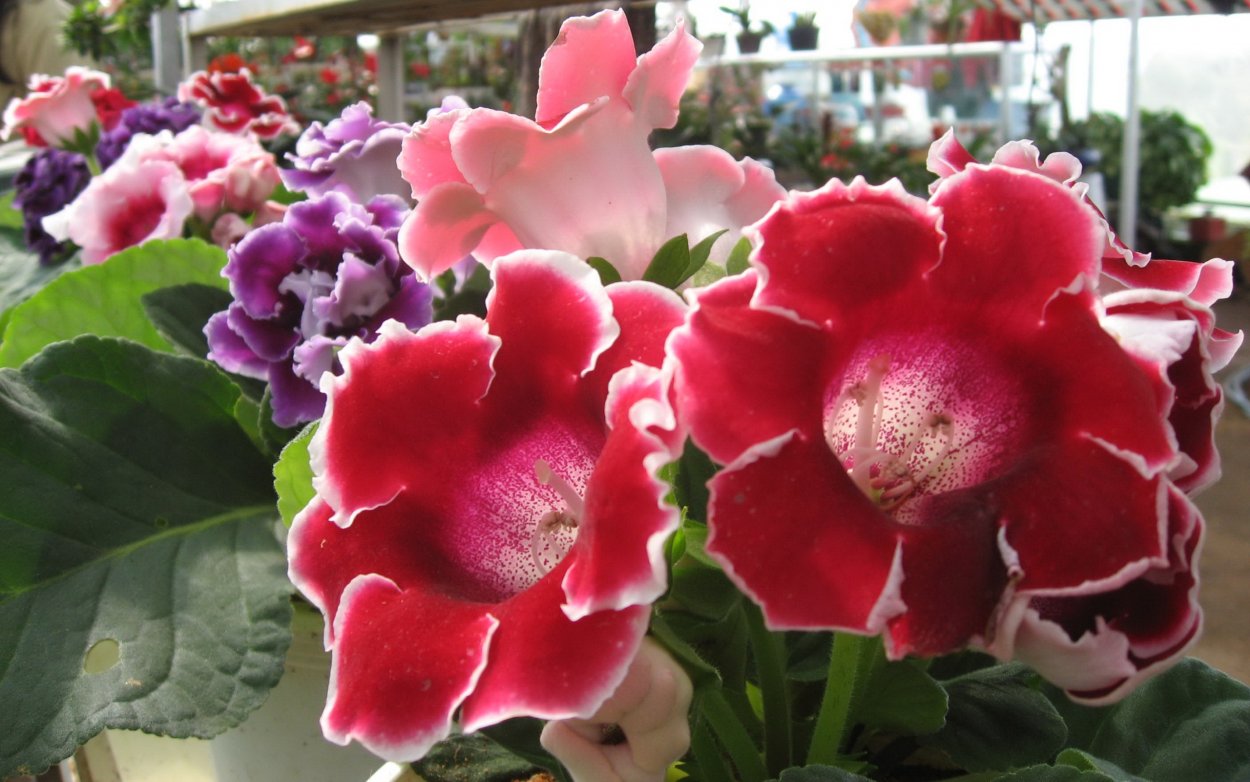 Глоксиния красная