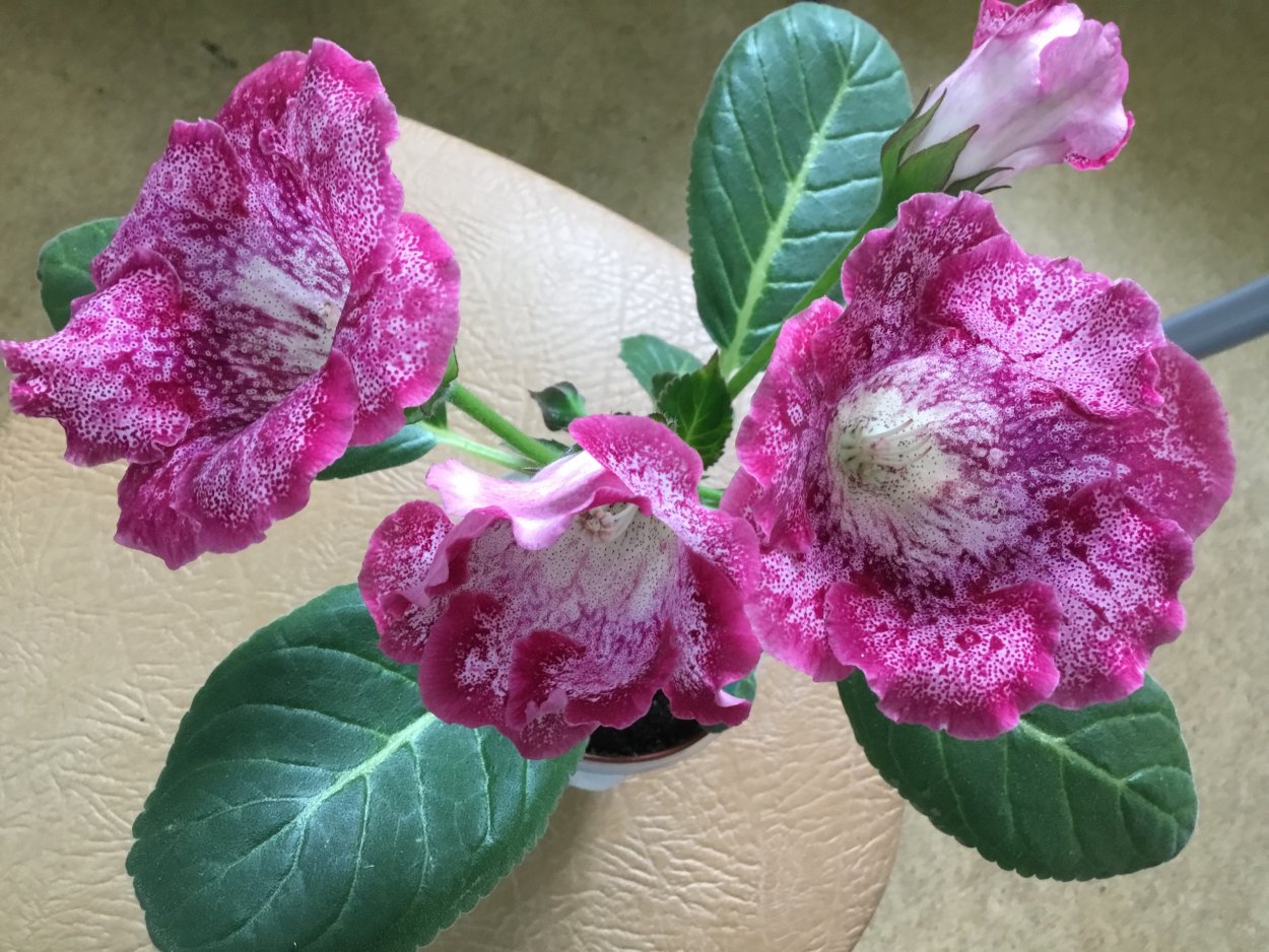 Глоксиния колокольчик