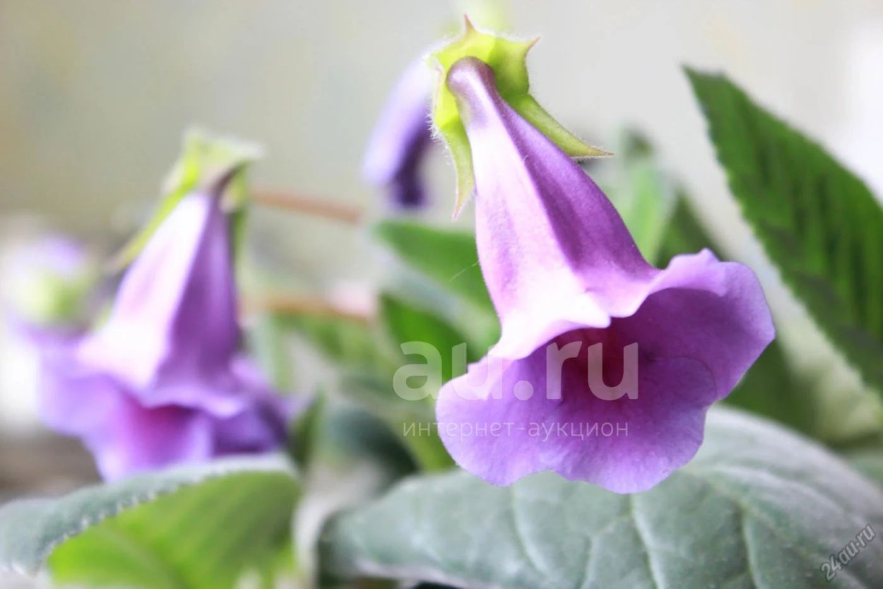 Глоксиния Тидея