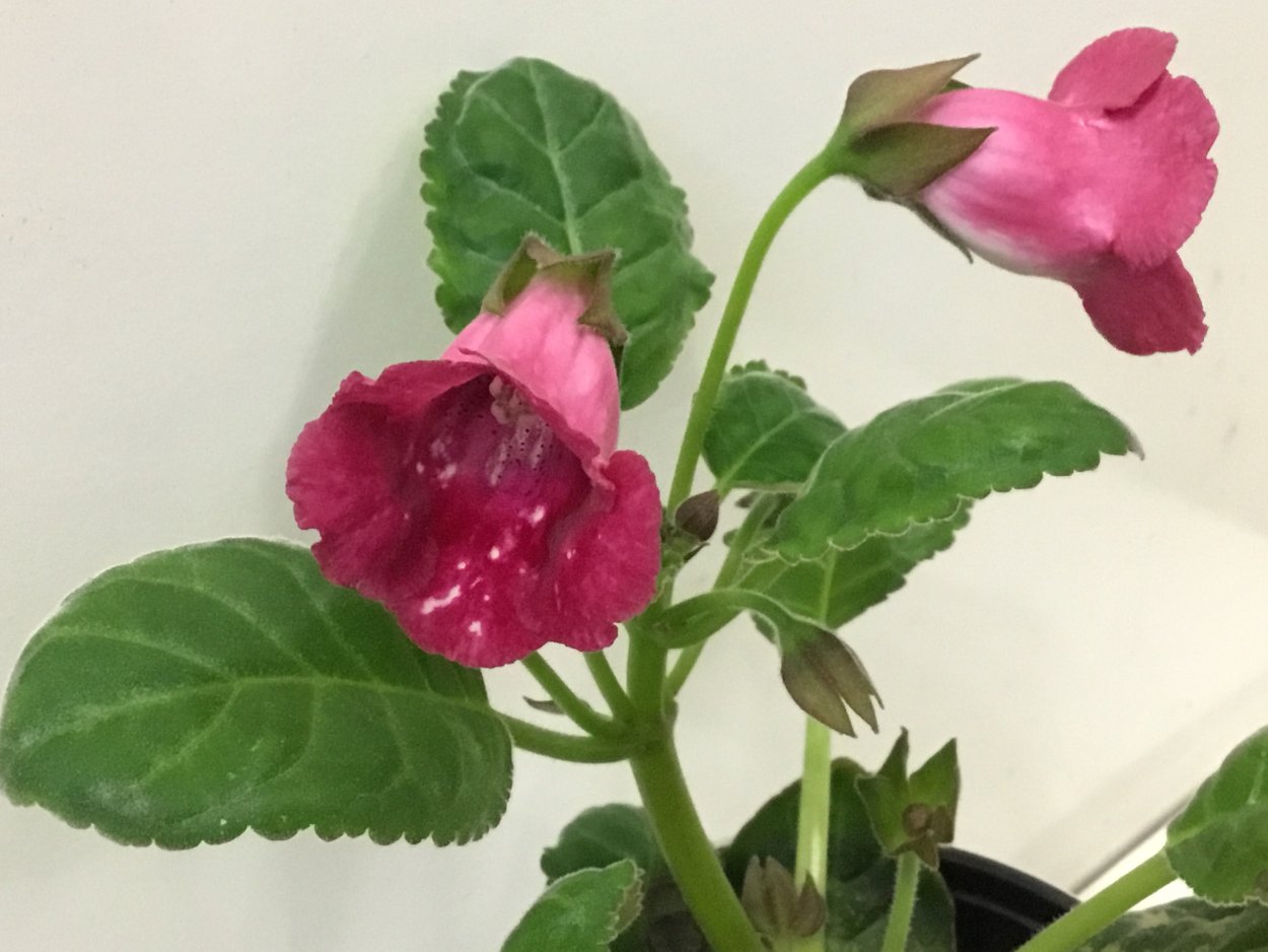 Колерия мохнатый колокольчик