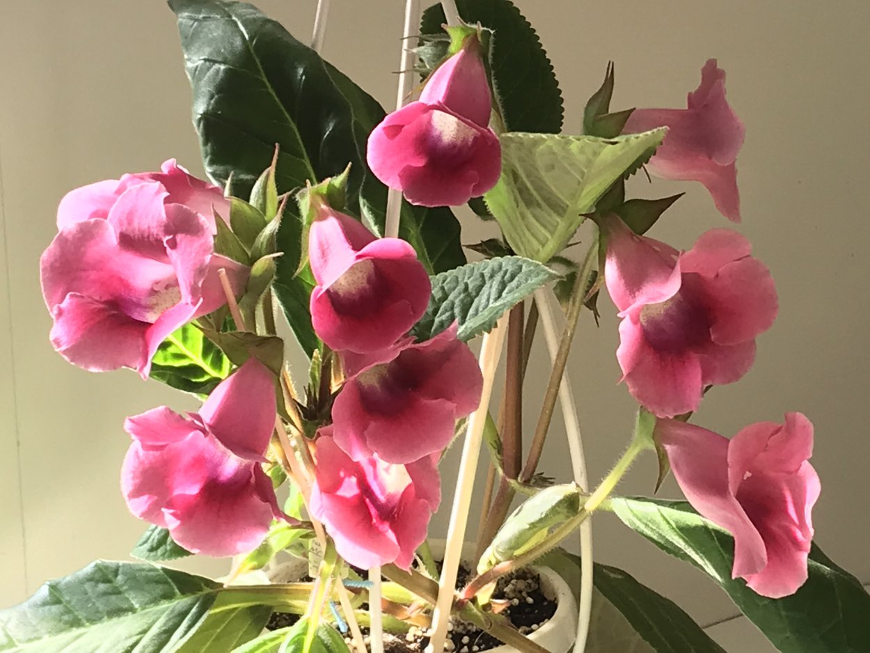 Глоксиния Тидея черри