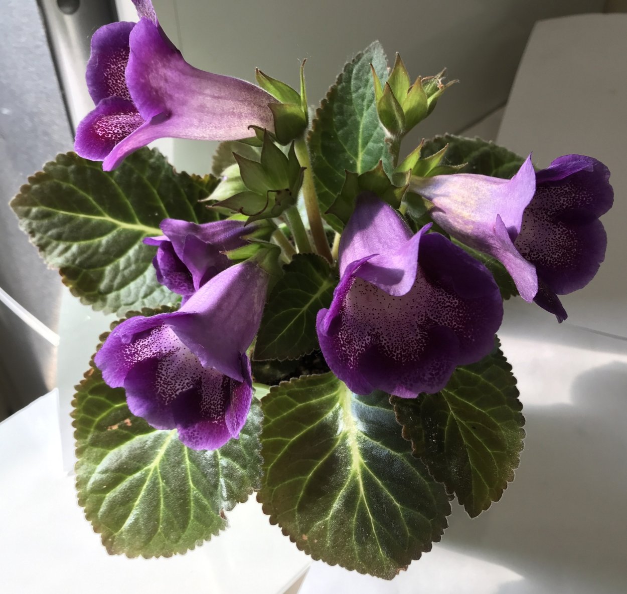 Синнингия Регина