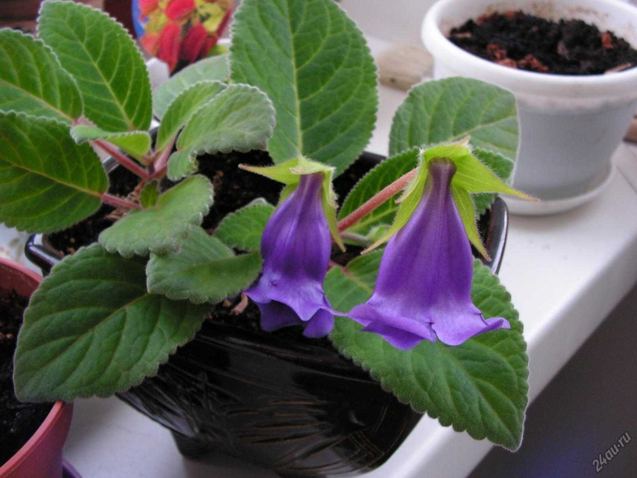 Глоксиния Тидея