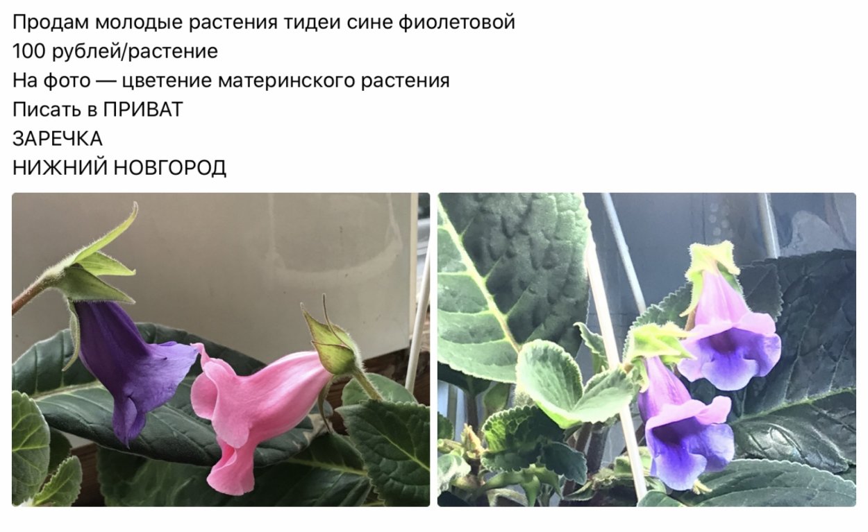 Глоксиния колокольчик