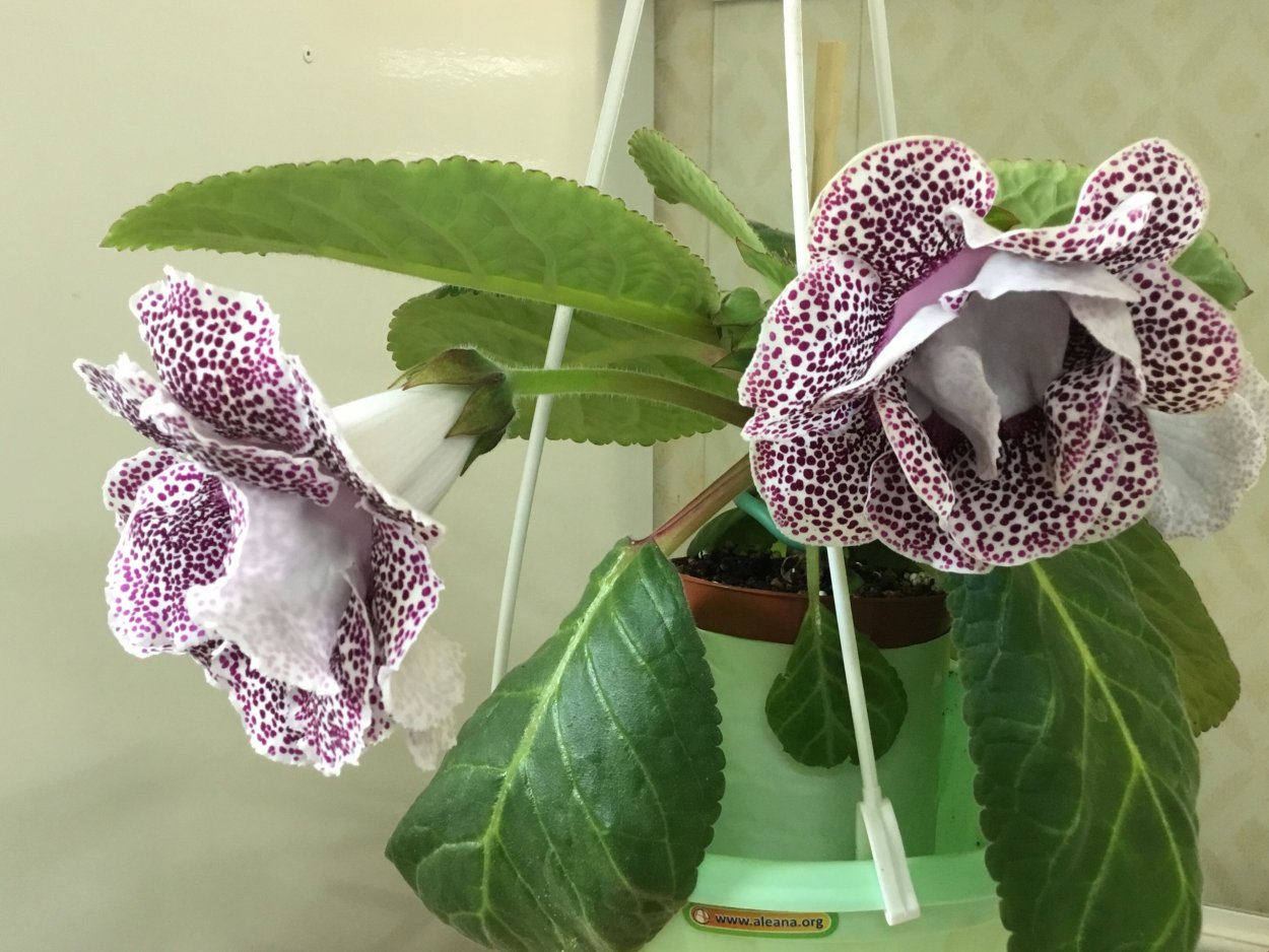 Тидея фиолетовая приметы