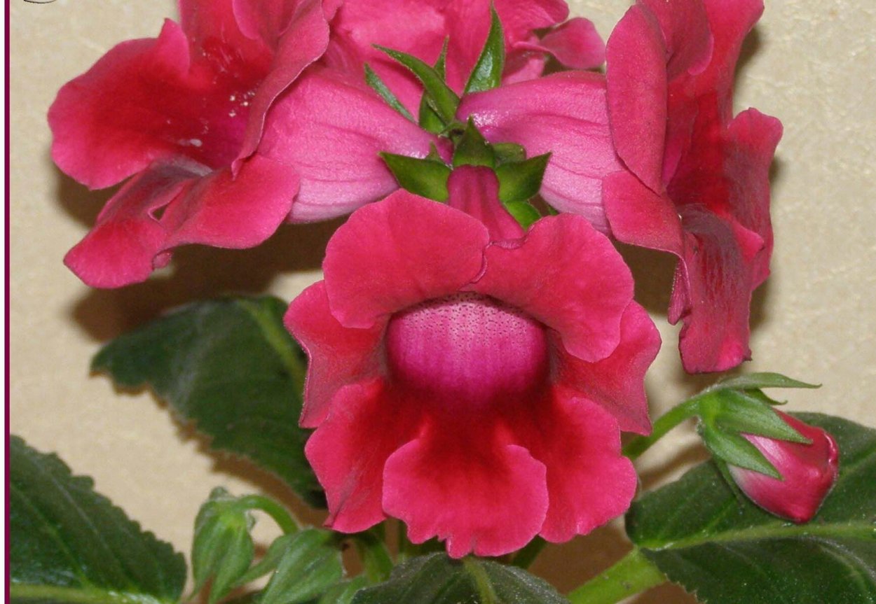 Тидея фиолетовая купить