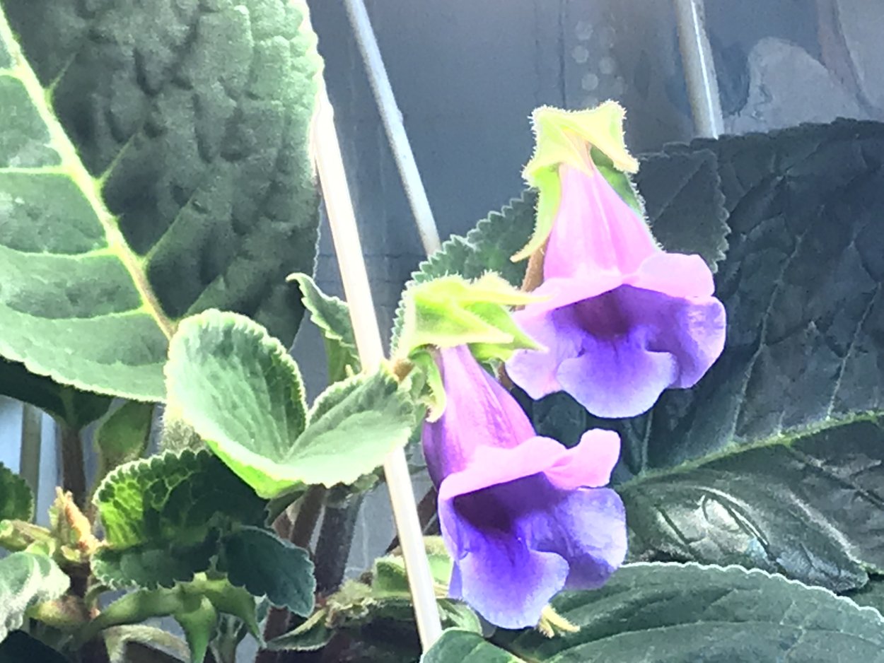 Глоксиния Тидея розовая