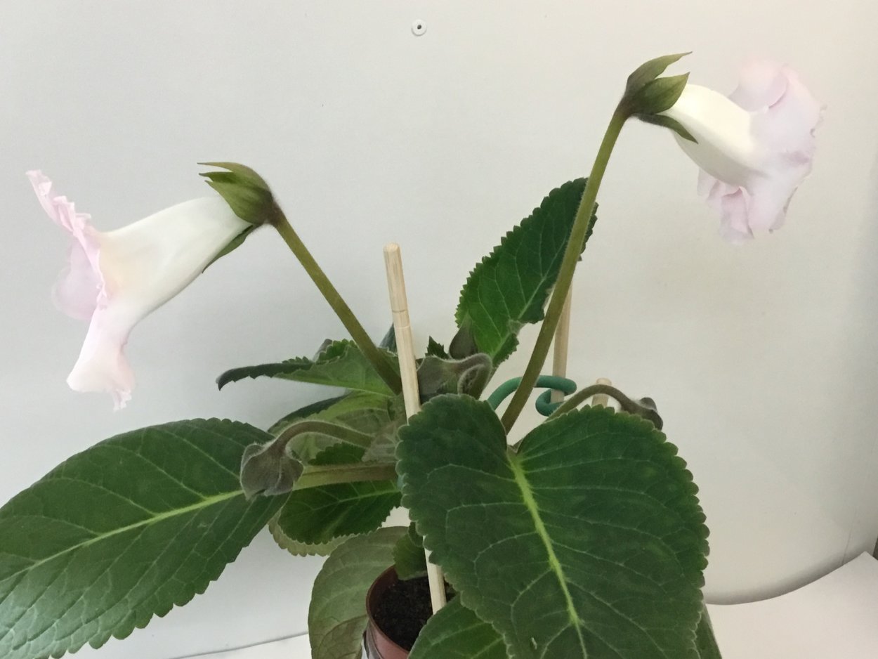 Глоксиния колокольчик