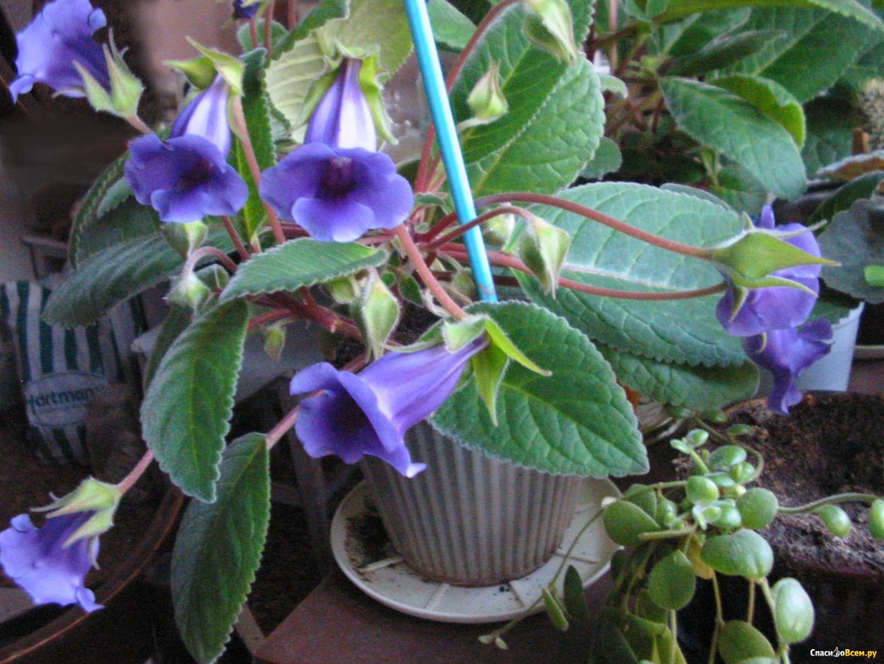 Глоксиния Офелия