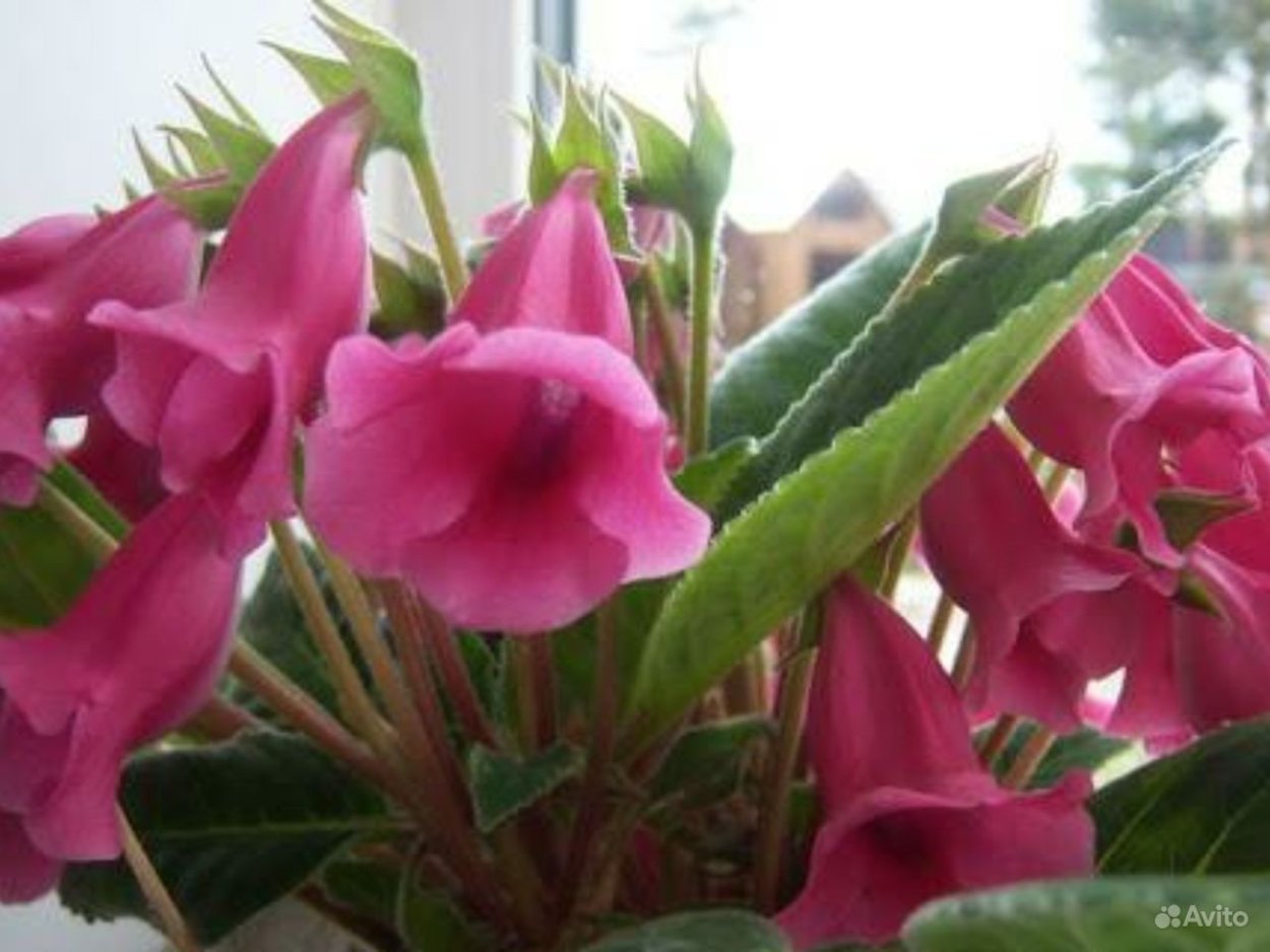 Глоксиния Тидея сиреневая