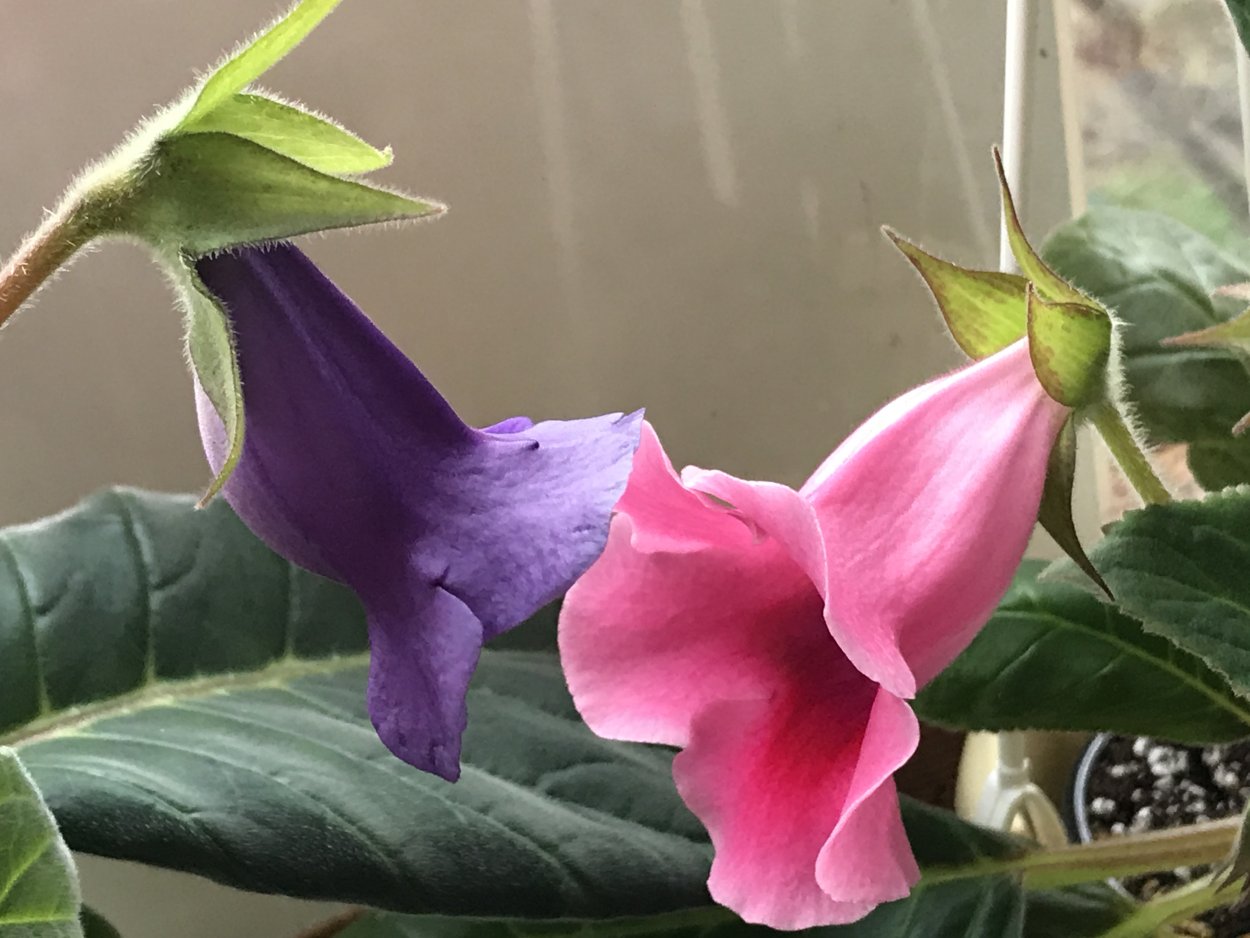 Глоксиния Тидея синяя