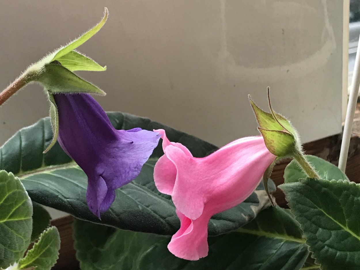 Тидея Нимбус