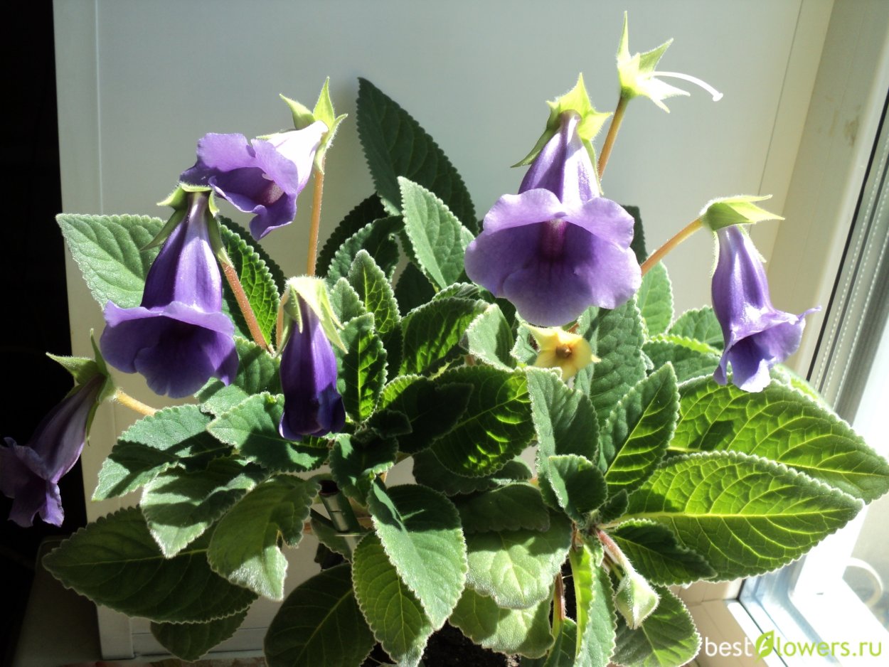 Синнингия Blue Ciel