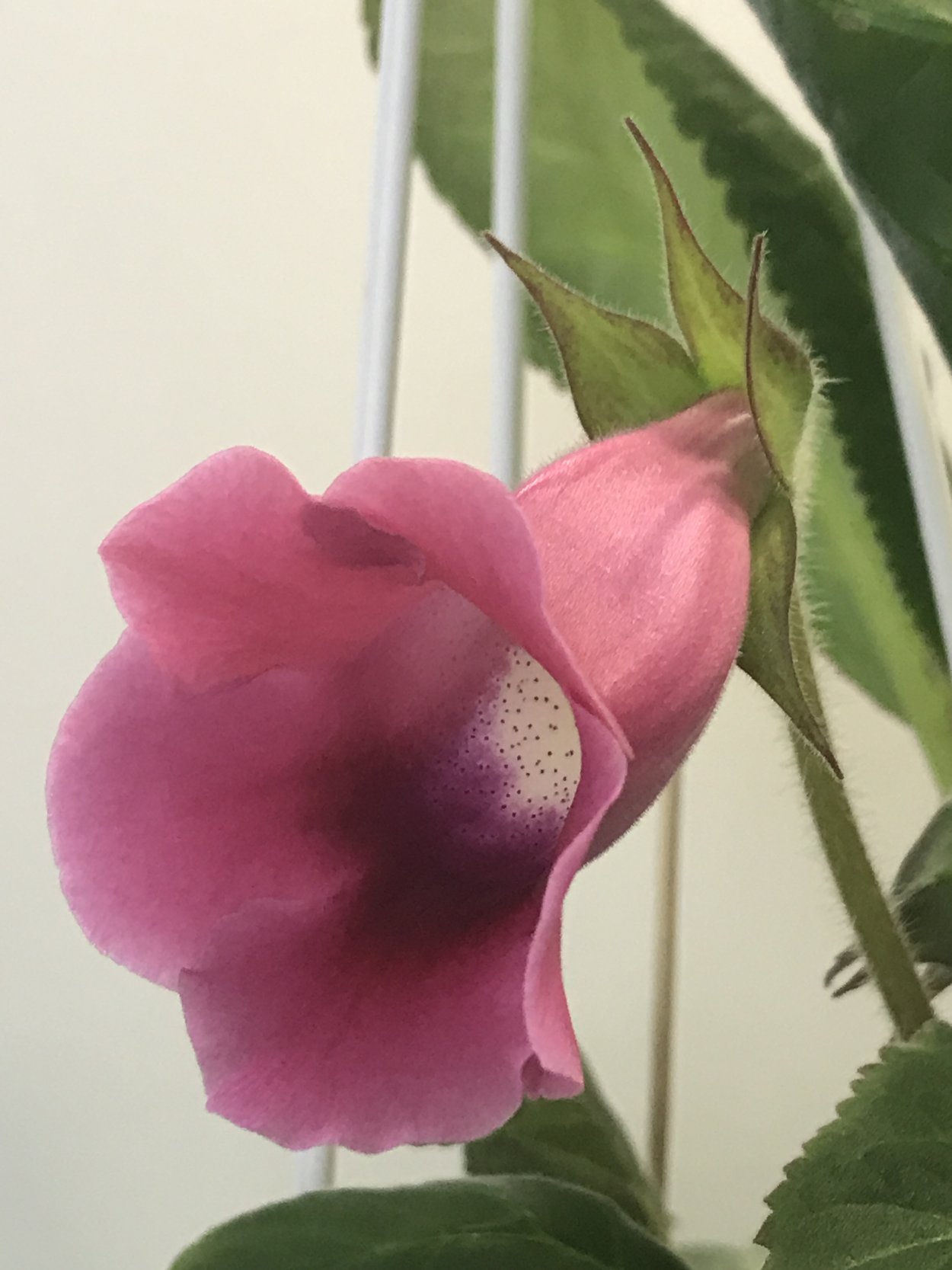 Глоксиния сорт Симона